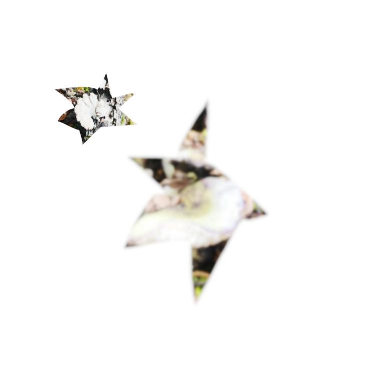 Sonic Herbarium cover